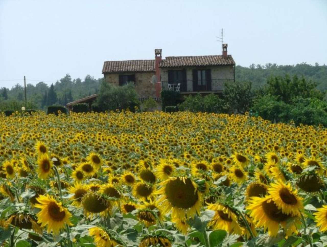 Rustico - Cascina TODI vendita   Località Porchiano romimmobiliare