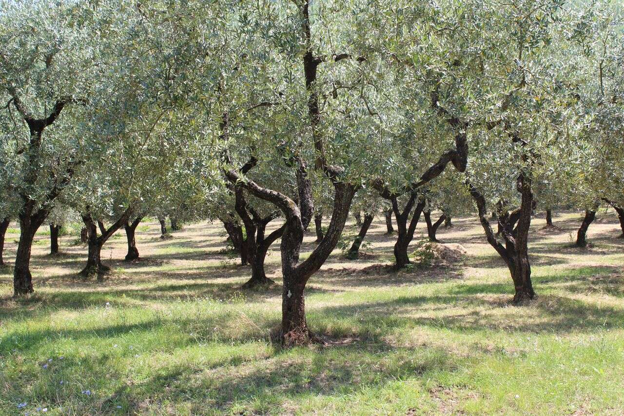 Villa SICIGNANO DEGLI ALBURNI vendita    D'Anna Immobiliare