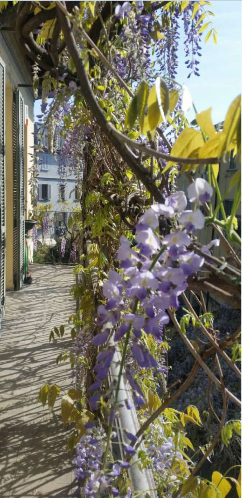 Villa Unifamiliare - Indipendente MILANO vendita  PORTA SEMPIONE O ARCO DELLA PACE Via Cagnola Metropolis