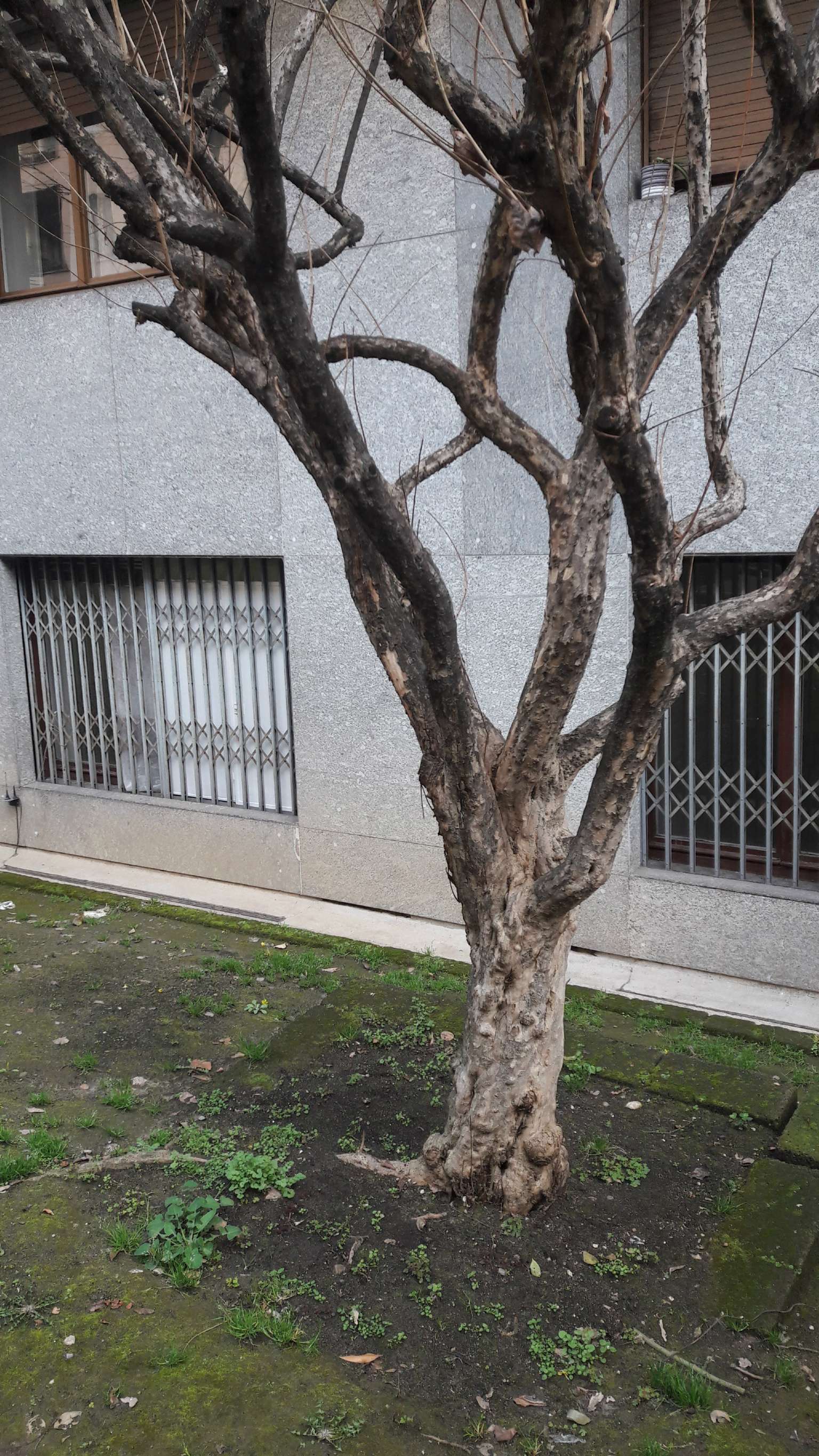 Appartamento MILANO affitto  BOCCONI Anelli GIM INTERMEDIAZIONI