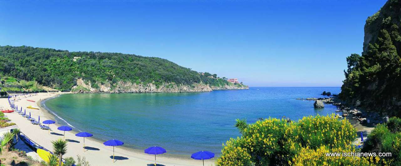 Appartamento ISCHIA vendita   forio d'ischia elena bassoli studio immobiliare