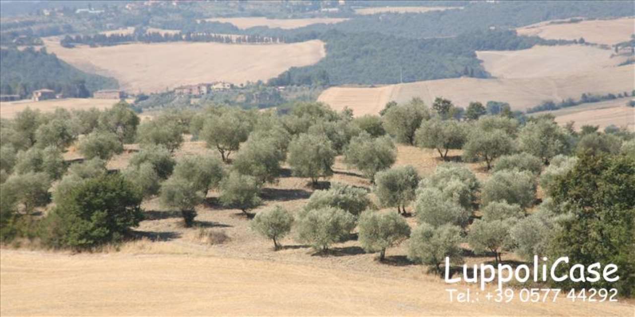  asciano vendita quart:  luppoli-case