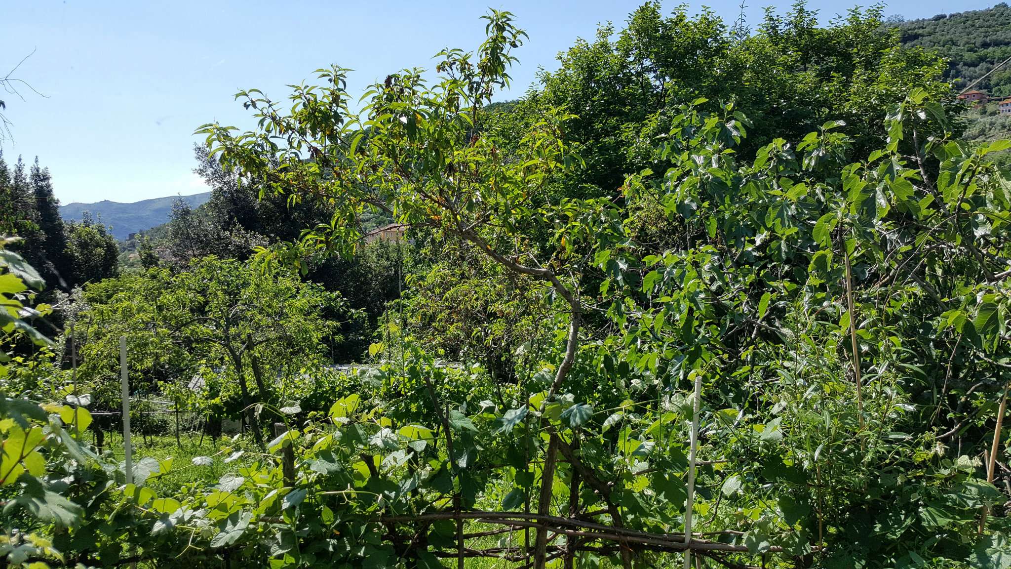 Villa Unifamiliare - Indipendente GENOVA vendita  STRUPPA Salita La Parte Unitas Immobiliare S.A.S.