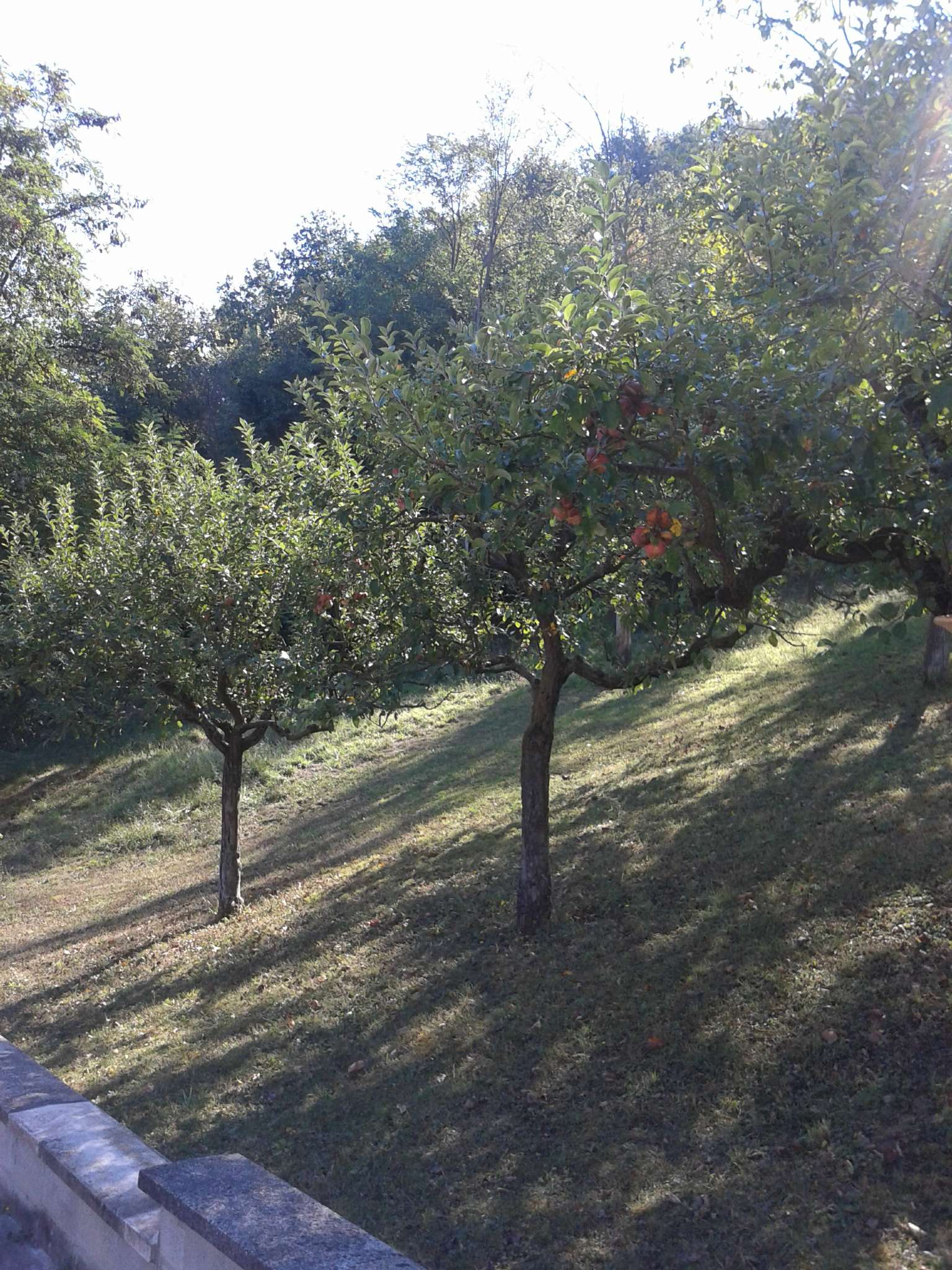 Villa Trifamiliare MONTE SAN PIETRO vendita   schweitzer Gabetti - Domus Mea Srl (Monte San Pietro - BO)