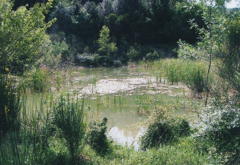 Villa Unifamiliare - Indipendente MURLO vendita   Poggio Guido ROMACASA