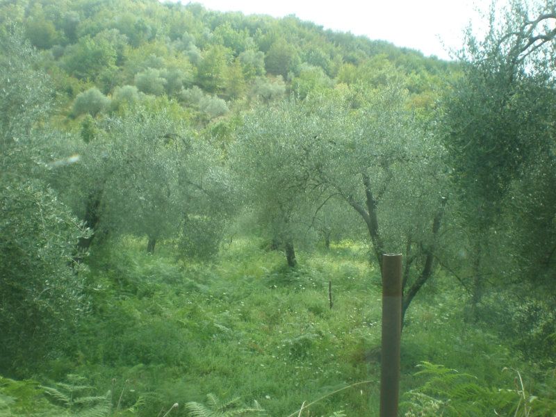 Vendita Casa indipendente Durazzano Durazzano