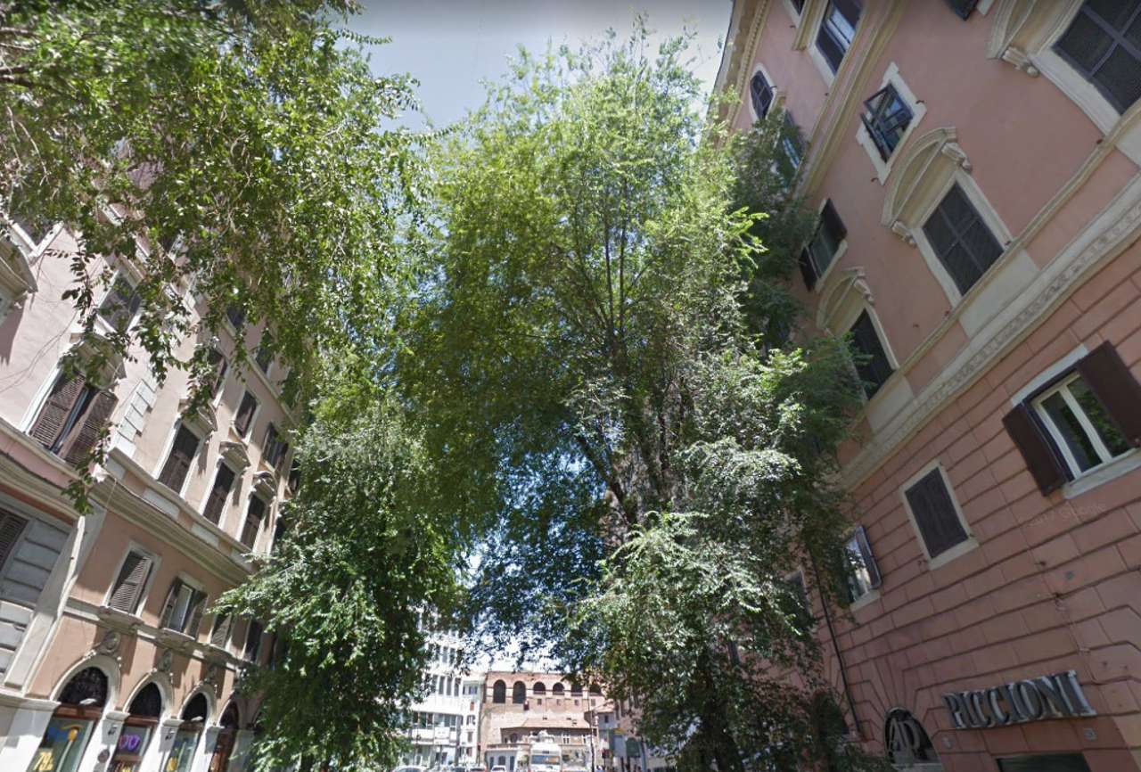 Appartamento ROMA affitto  FLAMINIO  CALABRIA Osservatorio Immobiliare S.r.l.