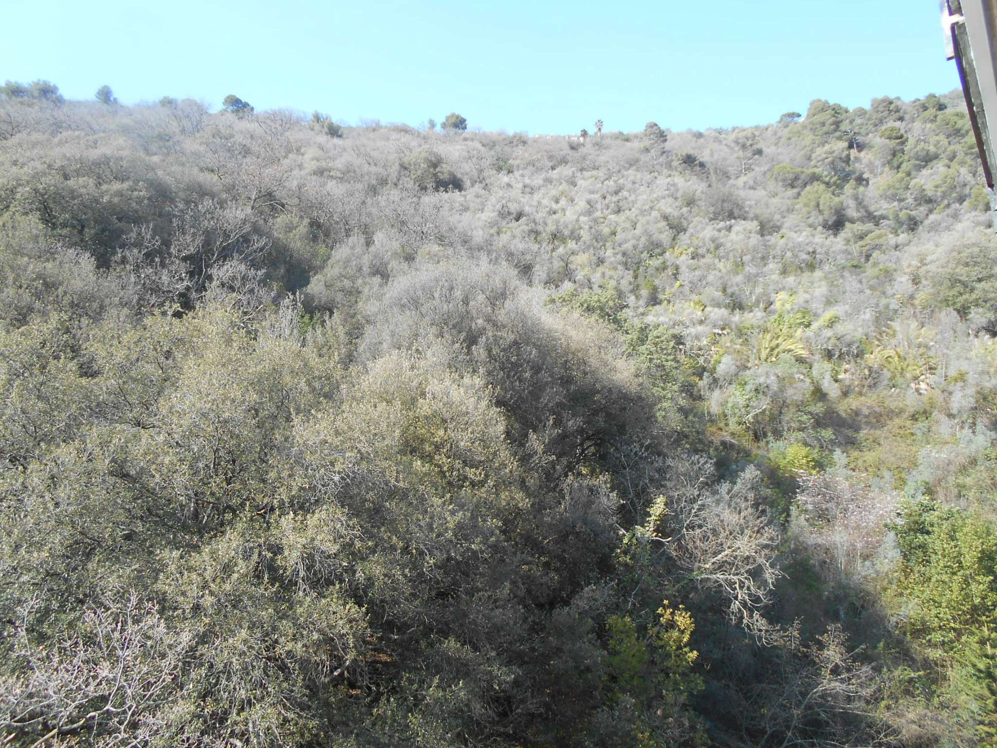Appartamento PIEVE LIGURE vendita   Via alla Bossola Francoforte Immobiliare