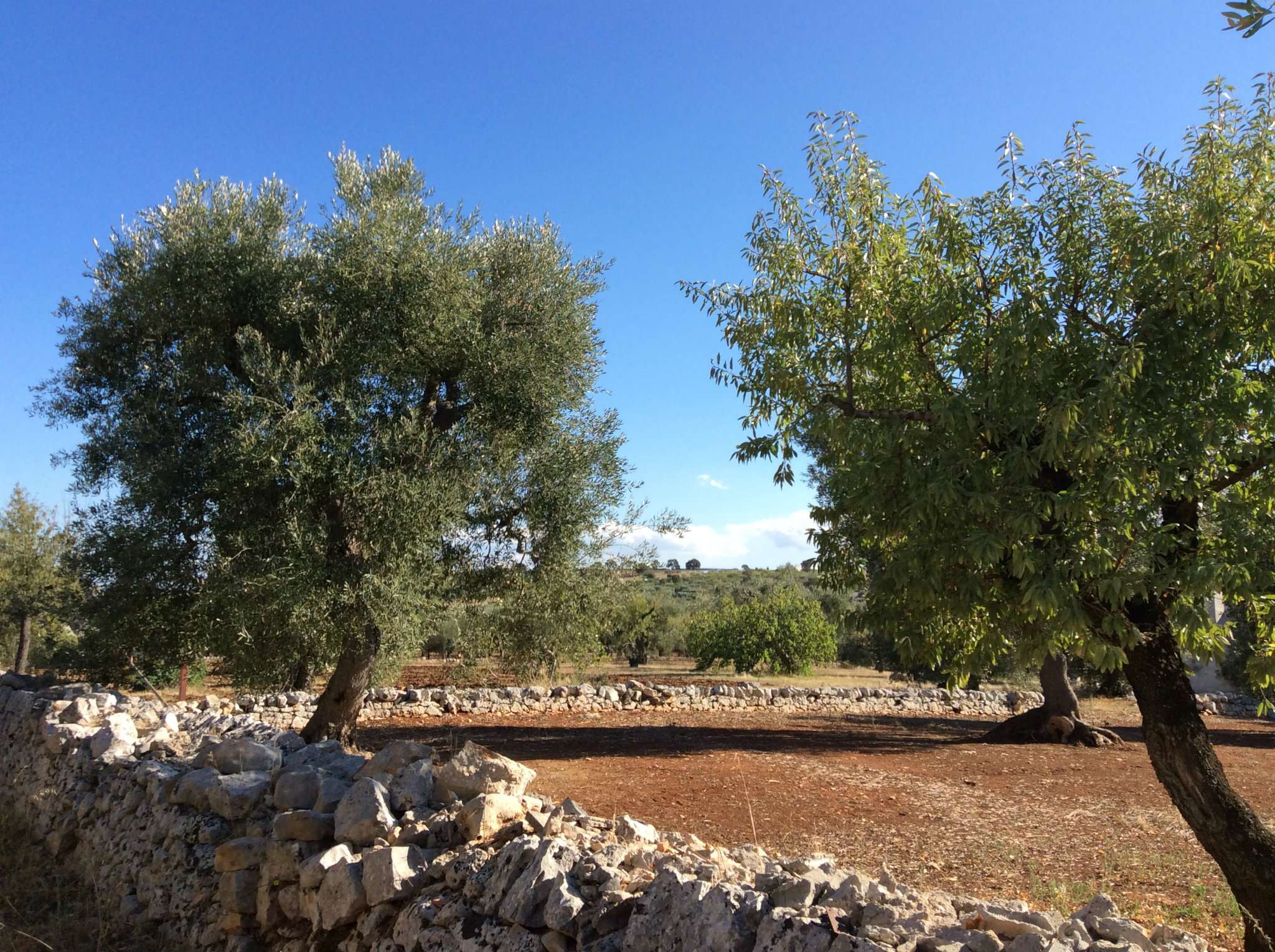 Baita - Chalet - Trullo MONOPOLI vendita   zingarello BATTOCCHIO IMMOBILIARE