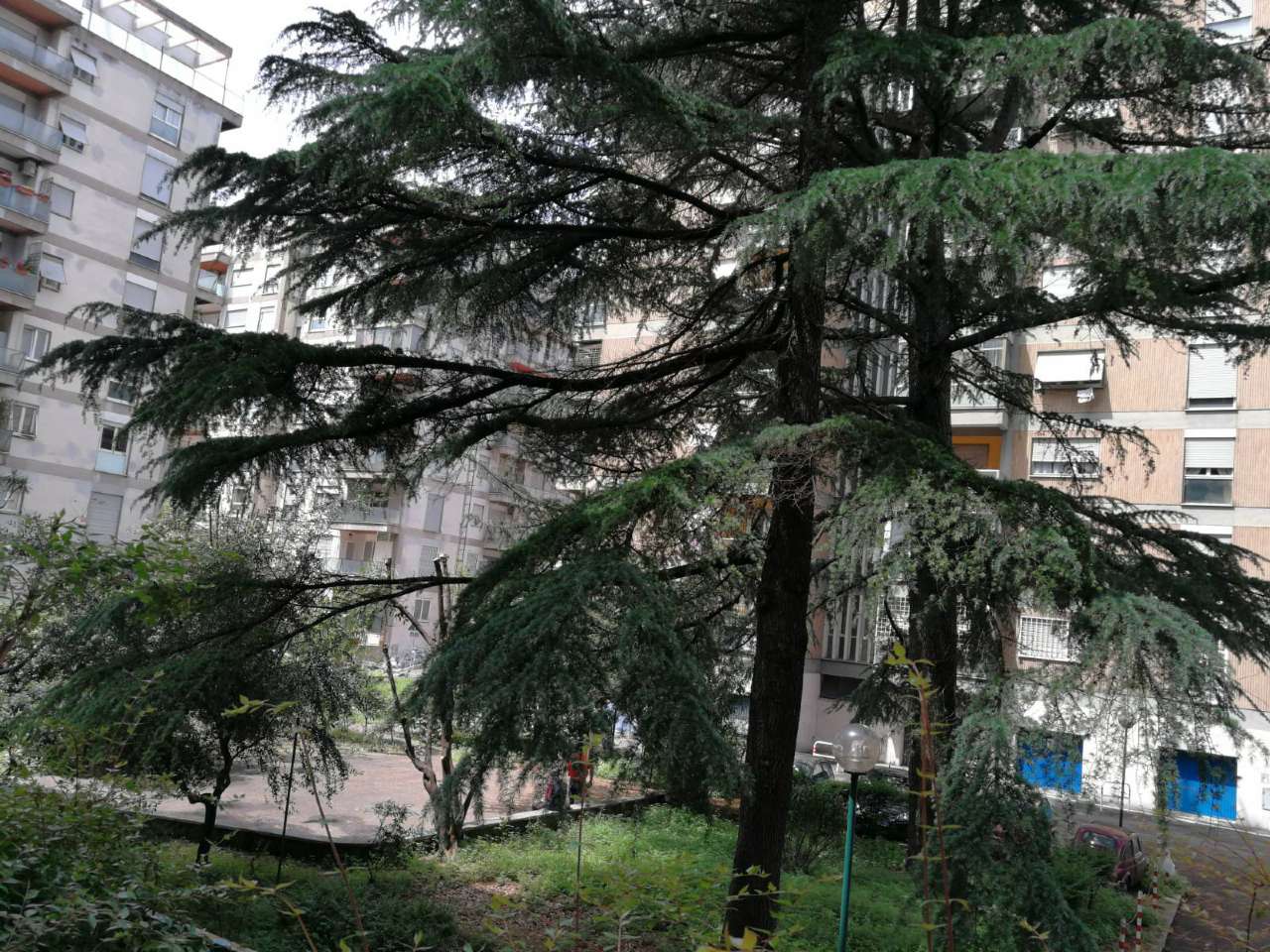 Appartamento ROMA vendita  TALENTI Conca d'Oro Anteprima Immobiliare S.R.L.