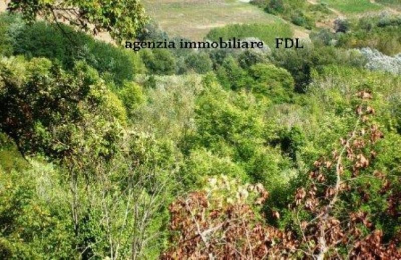 Rustico - Cascina TERRICCIOLA vendita    agenzia immobiliare fdl