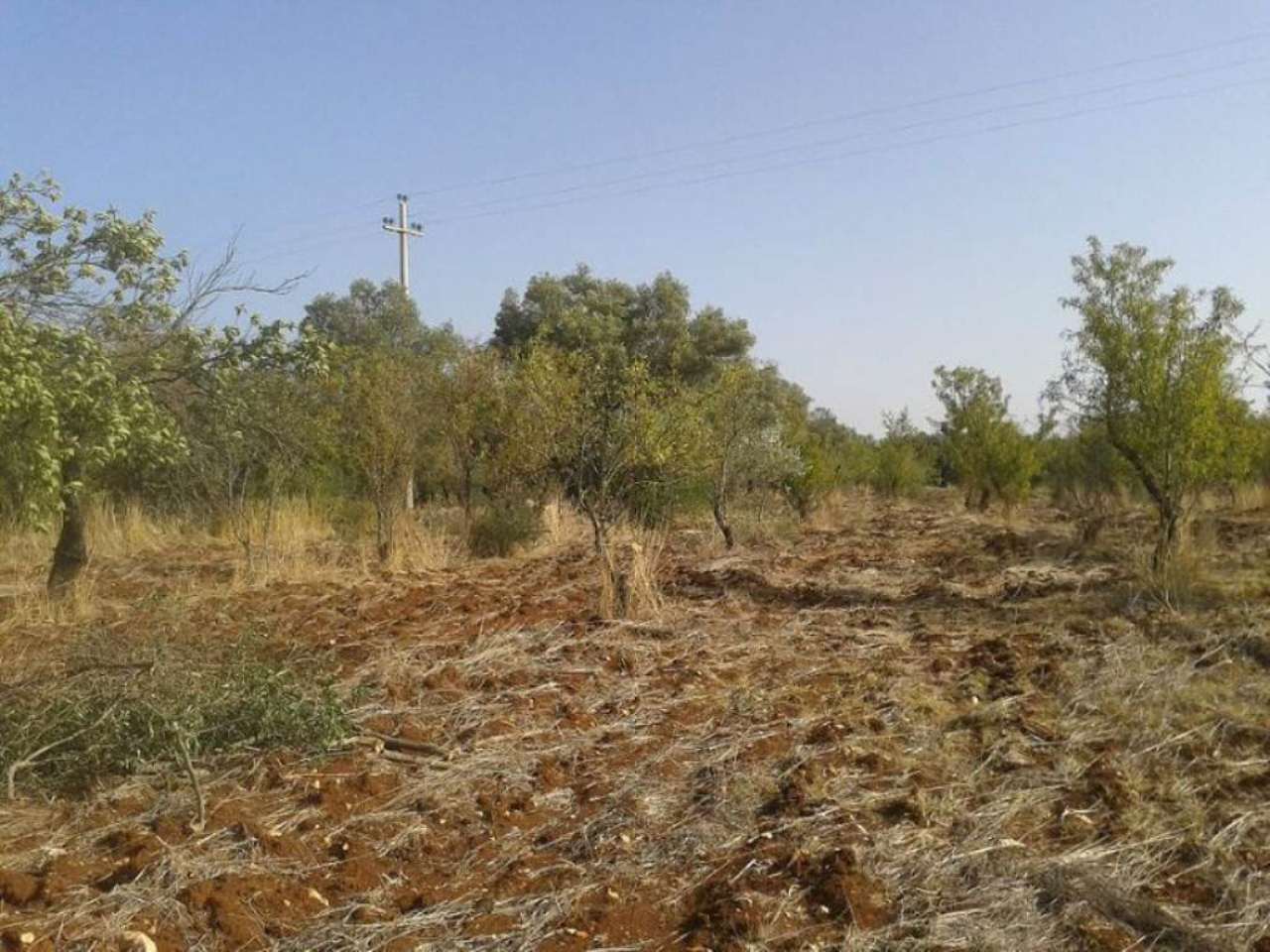 Rustico - Cascina OSTUNI vendita    Immobiliare LaTorre