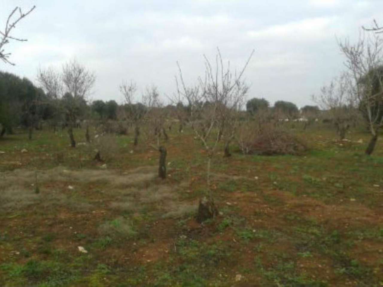 Baita - Chalet - Trullo OSTUNI vendita    Immobiliare LaTorre