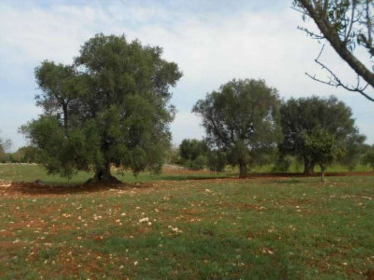 Rustico - Cascina OSTUNI vendita  contrada Casiedde  Immobiliare LaTorre
