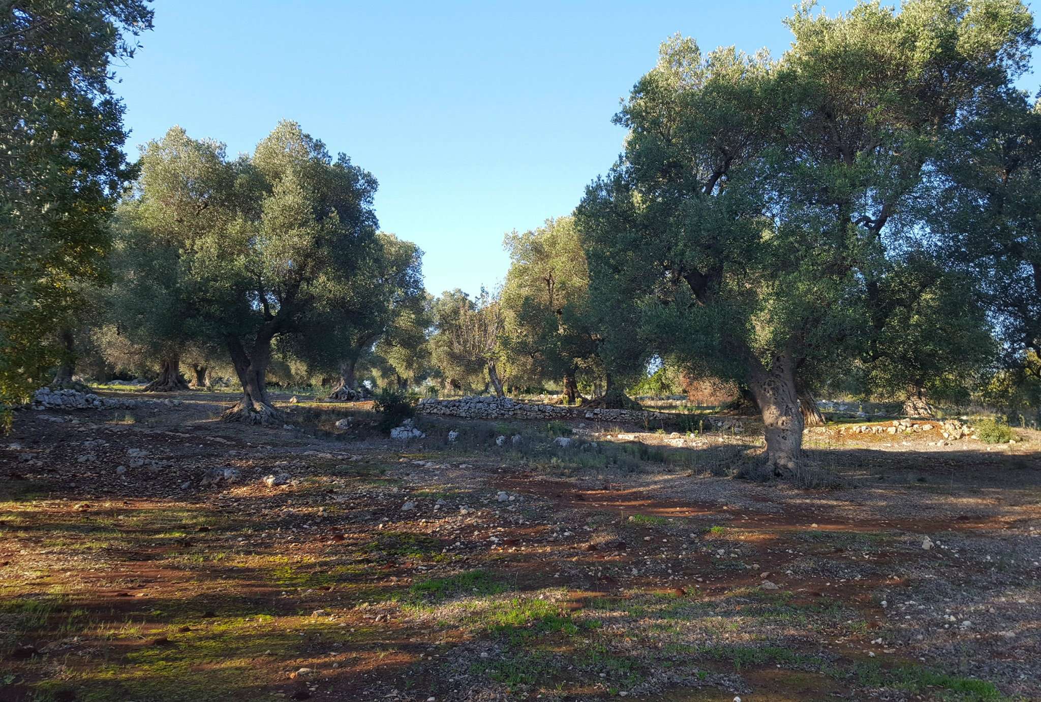 Baita - Chalet - Trullo OSTUNI vendita    Immobiliare LaTorre