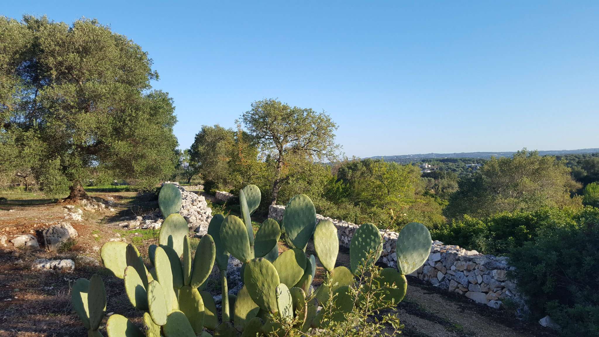 Baita - Chalet - Trullo OSTUNI vendita    Immobiliare LaTorre