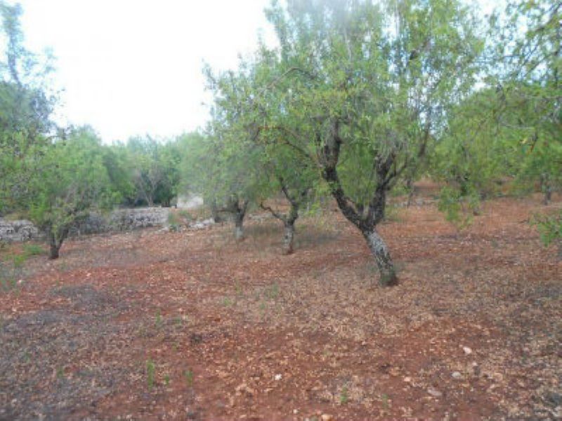 Baita - Chalet - Trullo OSTUNI vendita    Immobiliare LaTorre