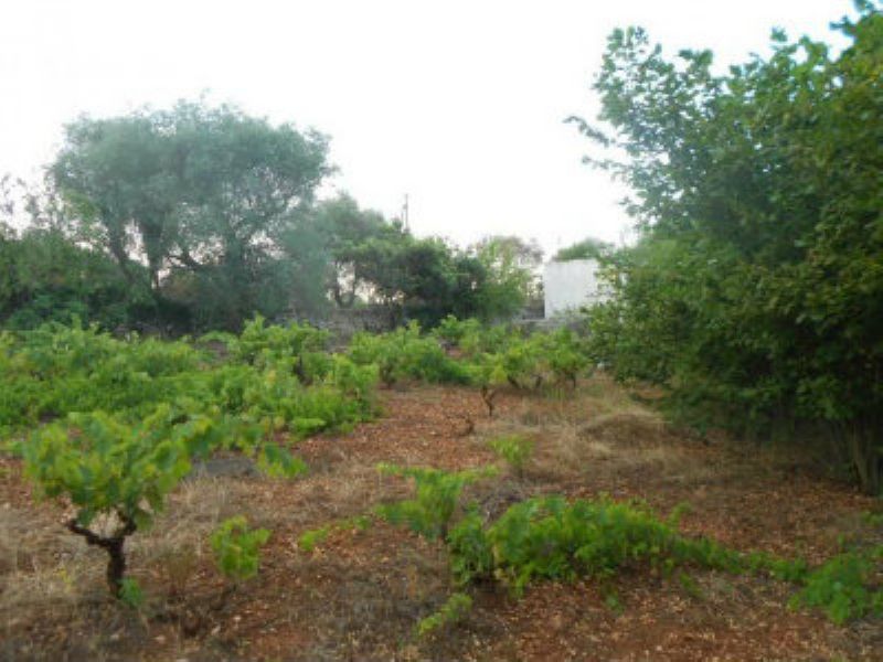 Baita - Chalet - Trullo OSTUNI vendita    Immobiliare LaTorre