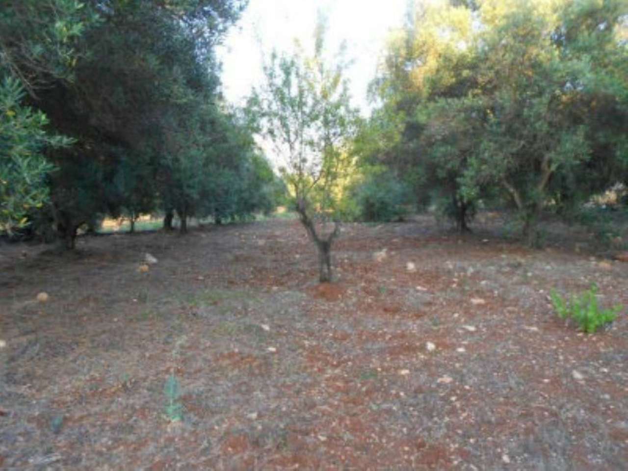 Baita - Chalet - Trullo OSTUNI vendita  contrada Camere  Immobiliare LaTorre