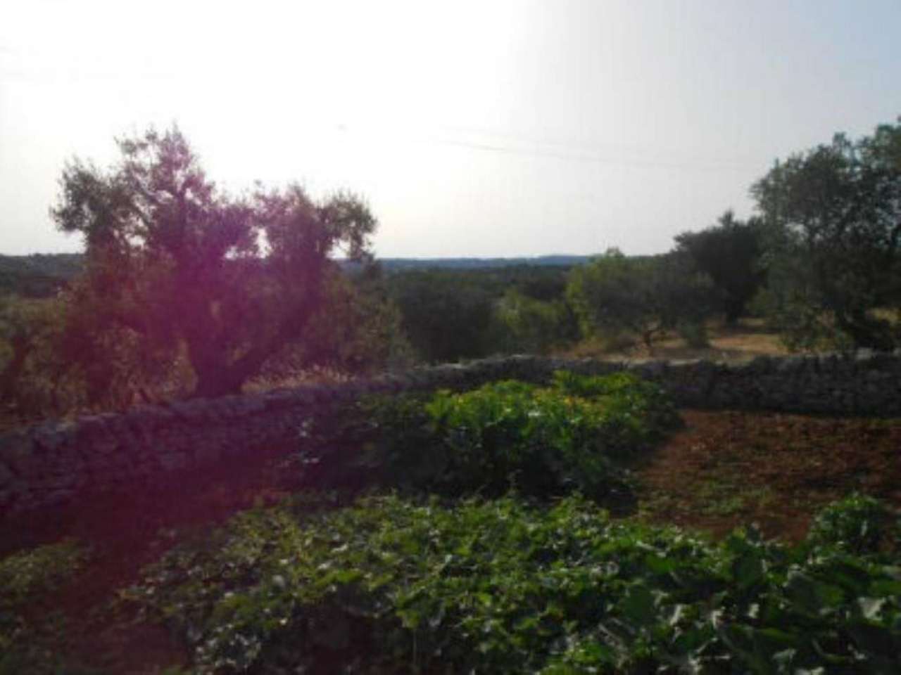Baita - Chalet - Trullo OSTUNI vendita    Immobiliare LaTorre
