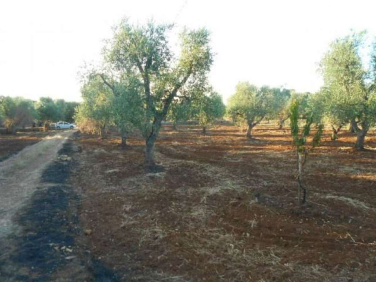 Rustico - Cascina OSTUNI vendita    Immobiliare LaTorre