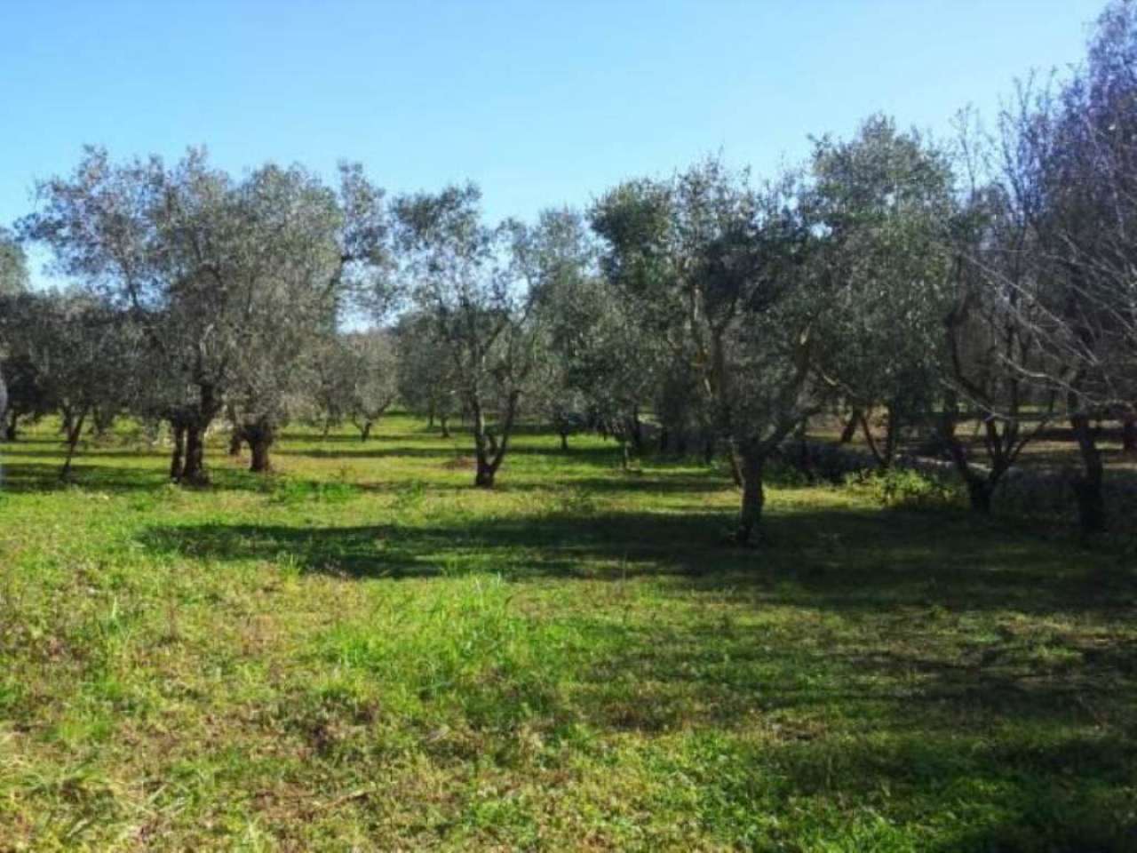 Baita - Chalet - Trullo OSTUNI vendita    Immobiliare LaTorre