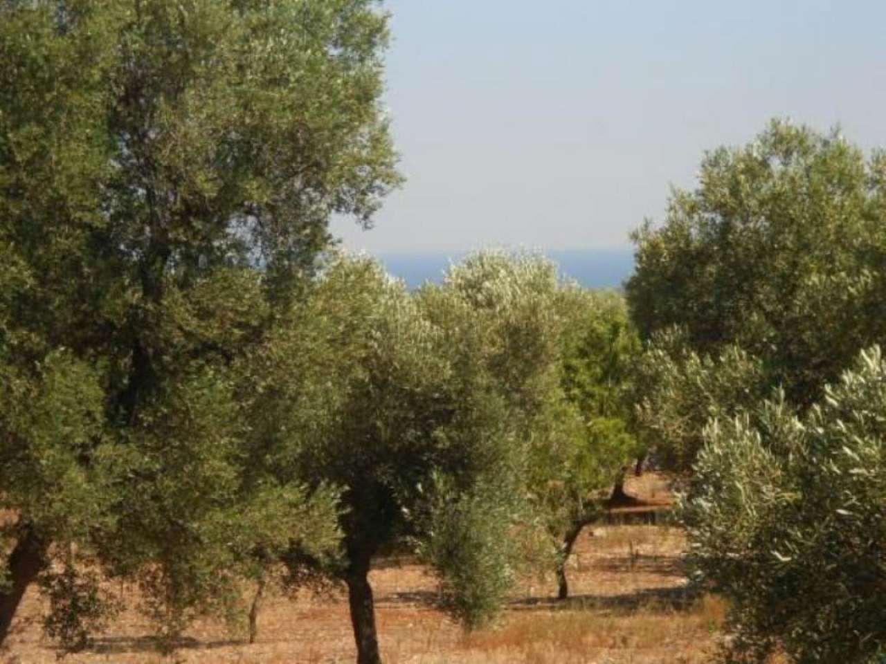 Baita - Chalet - Trullo OSTUNI vendita    Immobiliare LaTorre