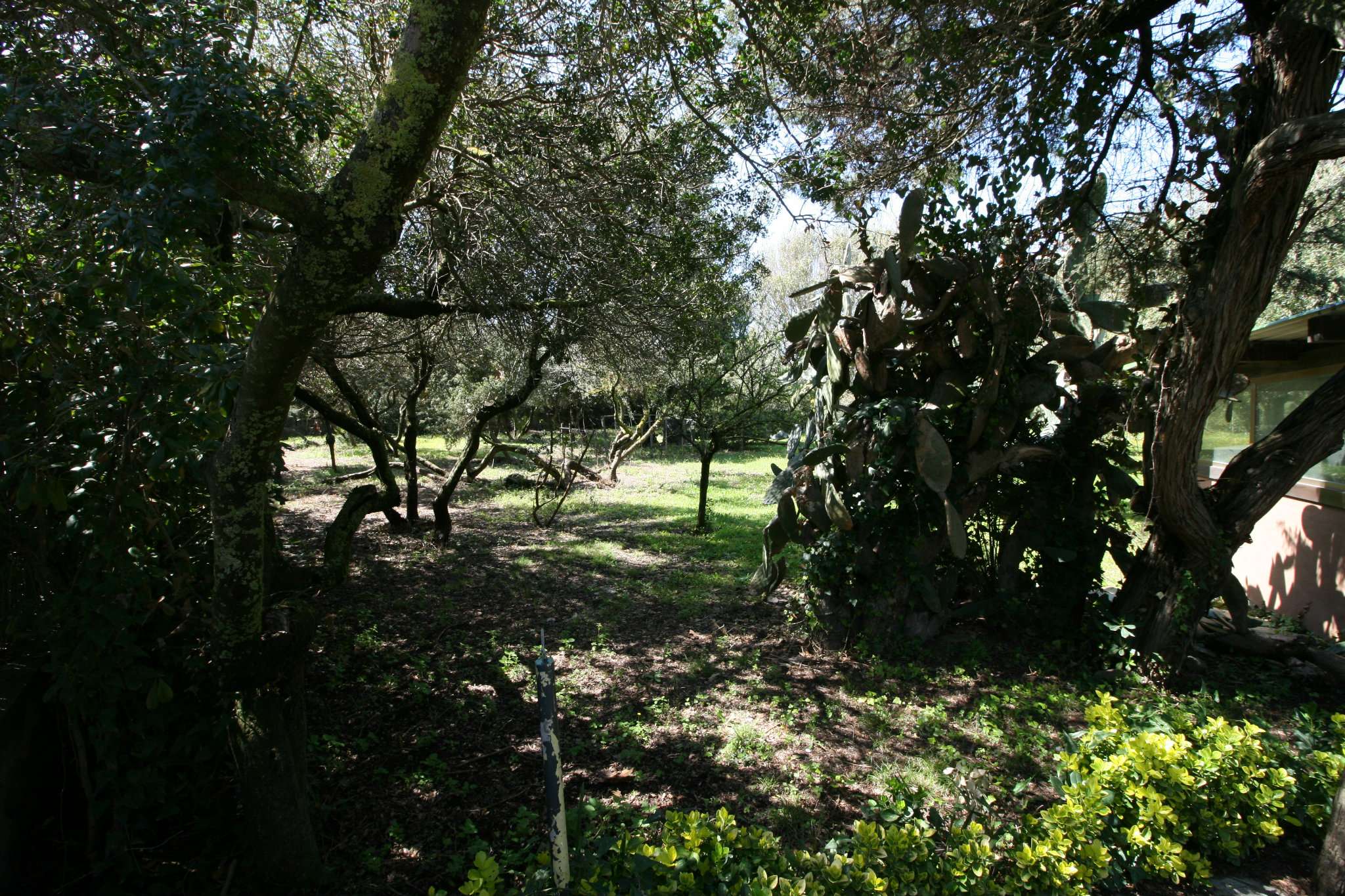 Villa FIUMICINO vendita   VIA FOCE VERDE Home Consulting