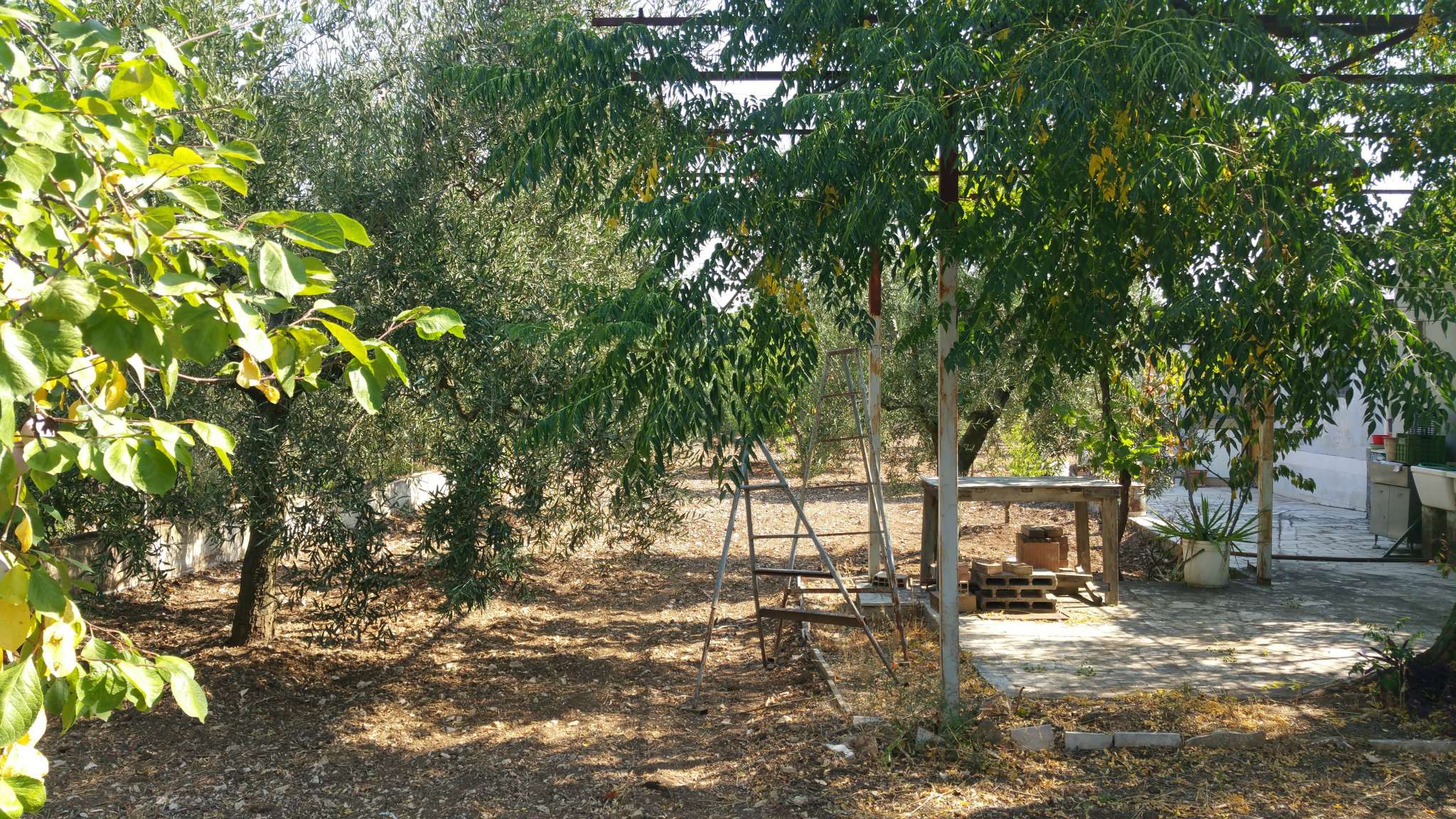 Villa BISCEGLIE vendita   Saraceno Studio Bisceglie Centro di Turchiano Nicola