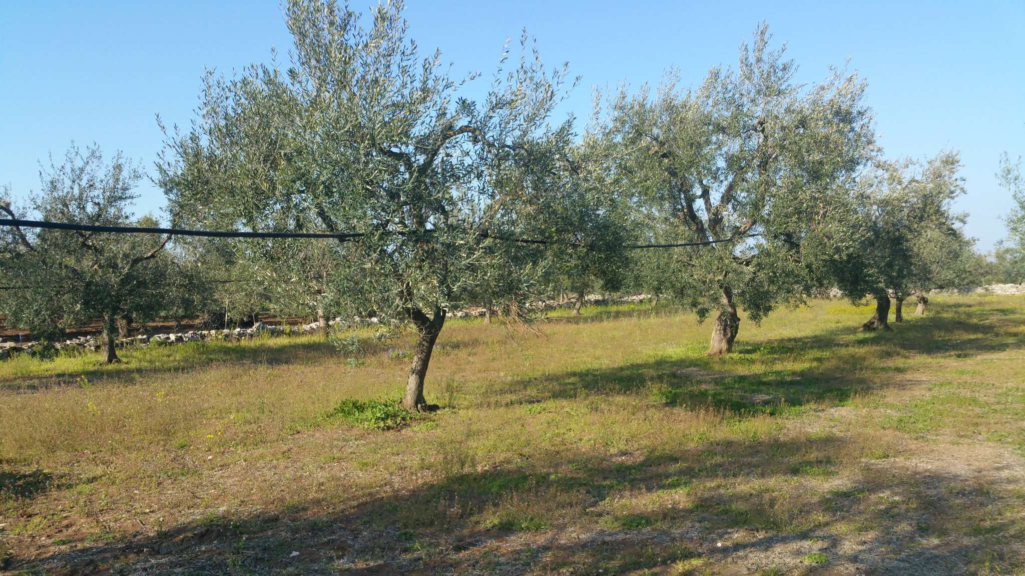 Villa BISCEGLIE vendita   Terlizzi Studio Bisceglie Centro di Turchiano Nicola