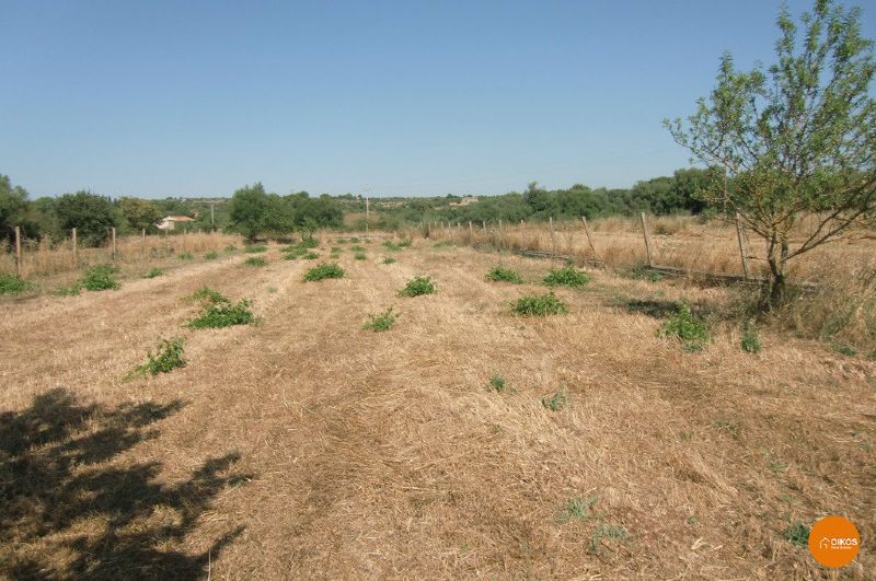 Villa Unifamiliare - Indipendente NOTO vendita   sp 24 Oikos Immobiliare