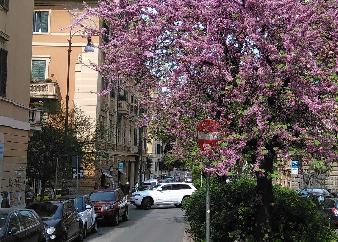  roma affitto quart: trieste (ii mun.) we-home-real-estate