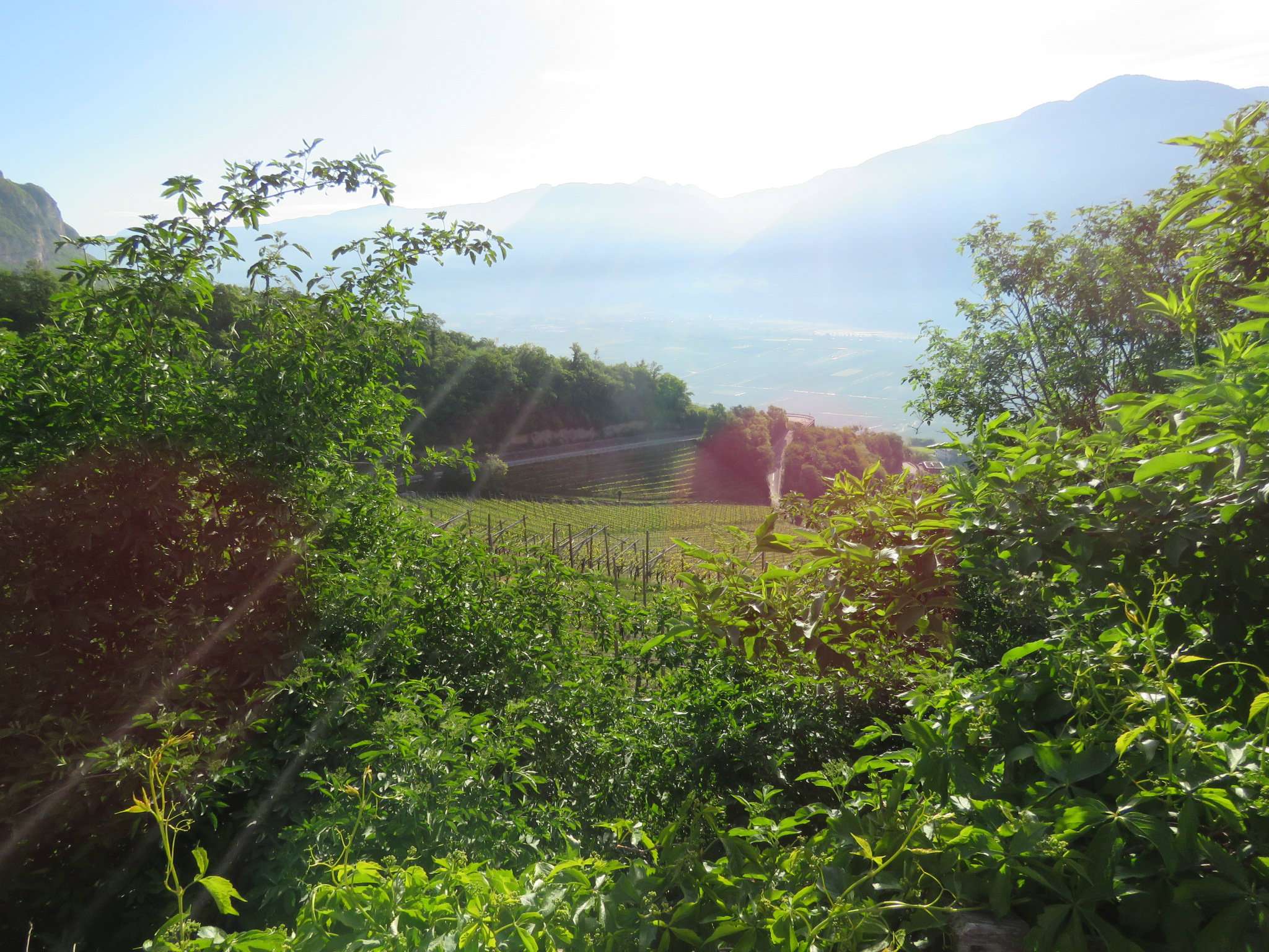 Rustico - Cascina CORTACCIA SULLA STRADA DEL VINO vendita    Rimmo Immobili Alto Adige