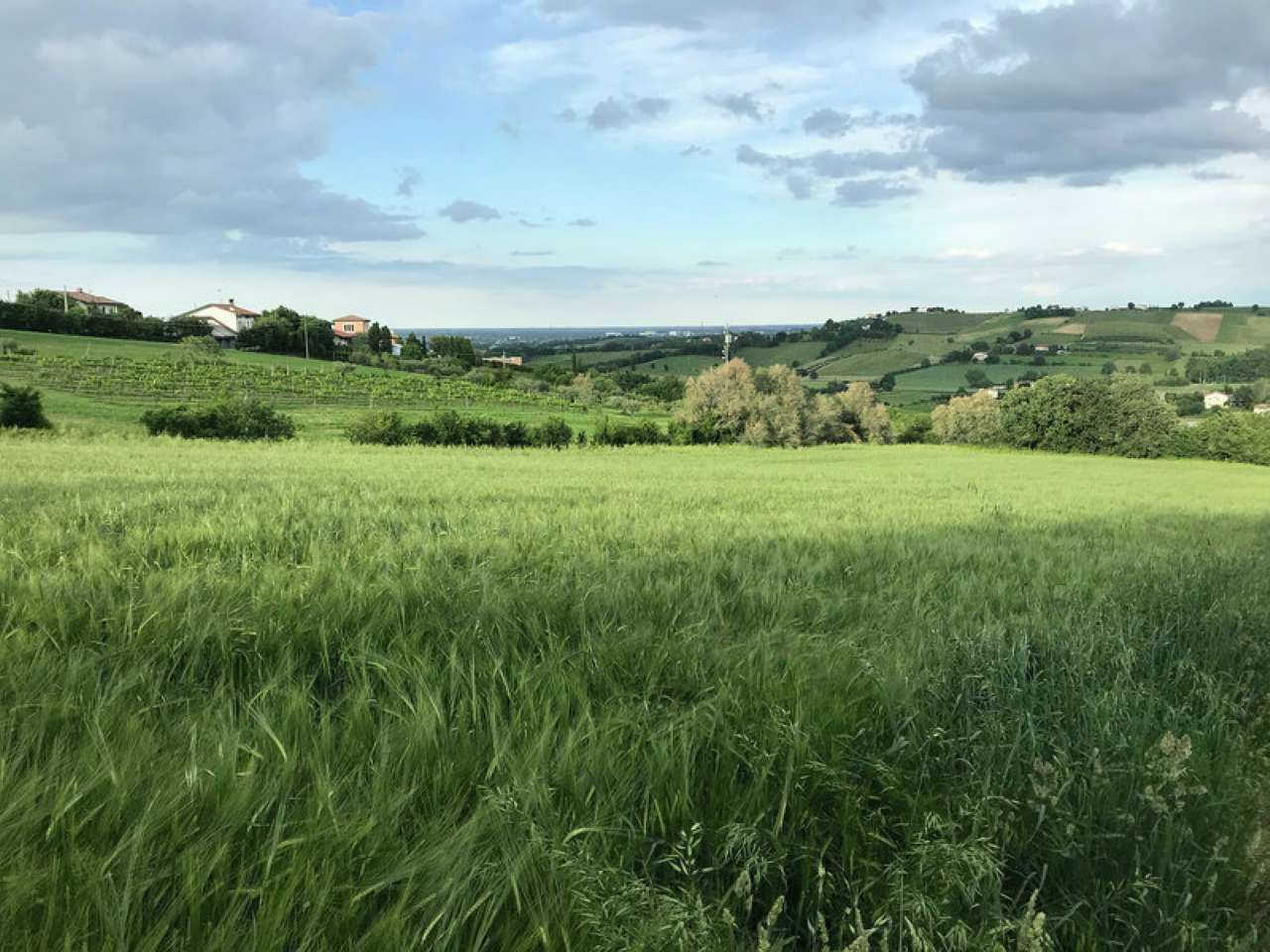  bertinoro vendita quart:  immobili cappelli s.r.l.