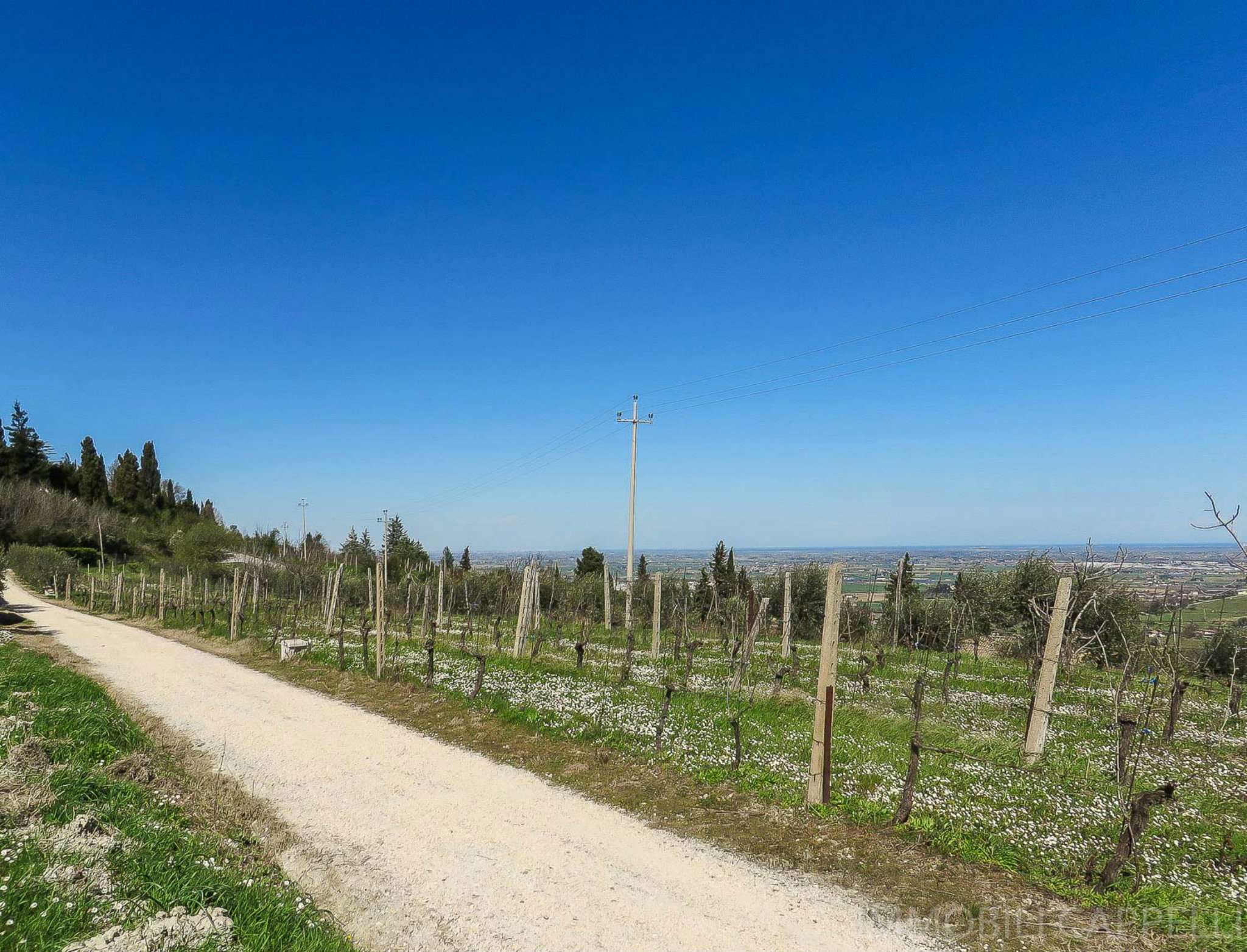 Villa Unifamiliare - Indipendente BERTINORO vendita    IMMOBILI CAPPELLI S.R.L.