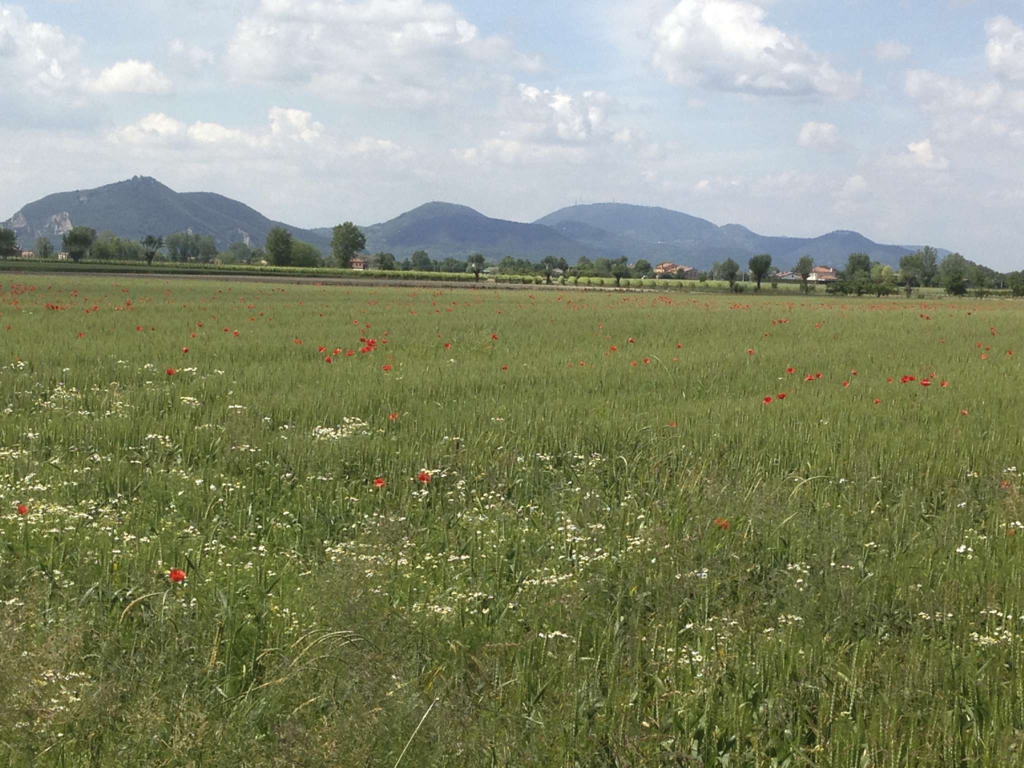 Rustico - Cascina TRIBANO vendita   casette HABITAT S.A.S.