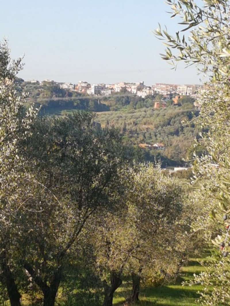 Rustico - Cascina FIANO ROMANO vendita   via della Felciarella SALVI IMMOBILIARE