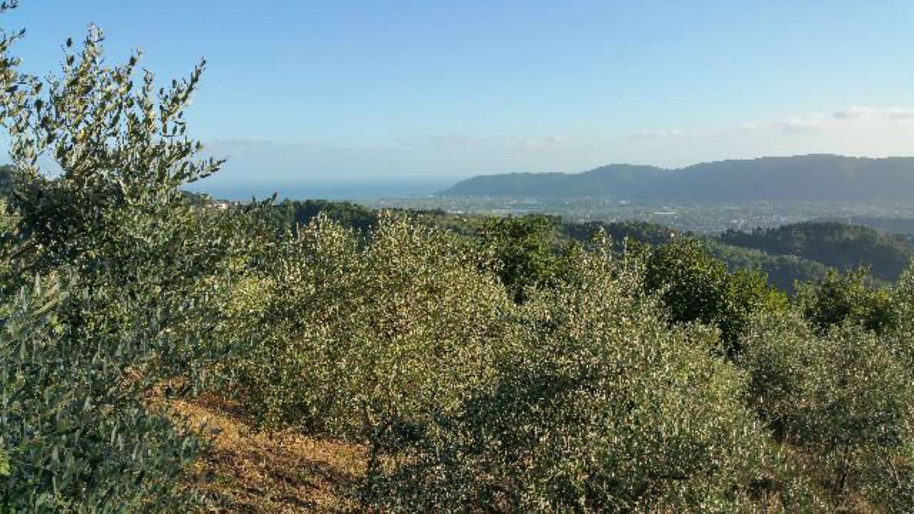 Villa Unifamiliare - Indipendente FOSDINOVO vendita    Luchesini immobiliare