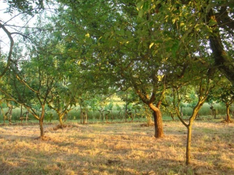 Rustico - Cascina GENAZZANO vendita    SPORTELLO IMMOBILIARE CAVE