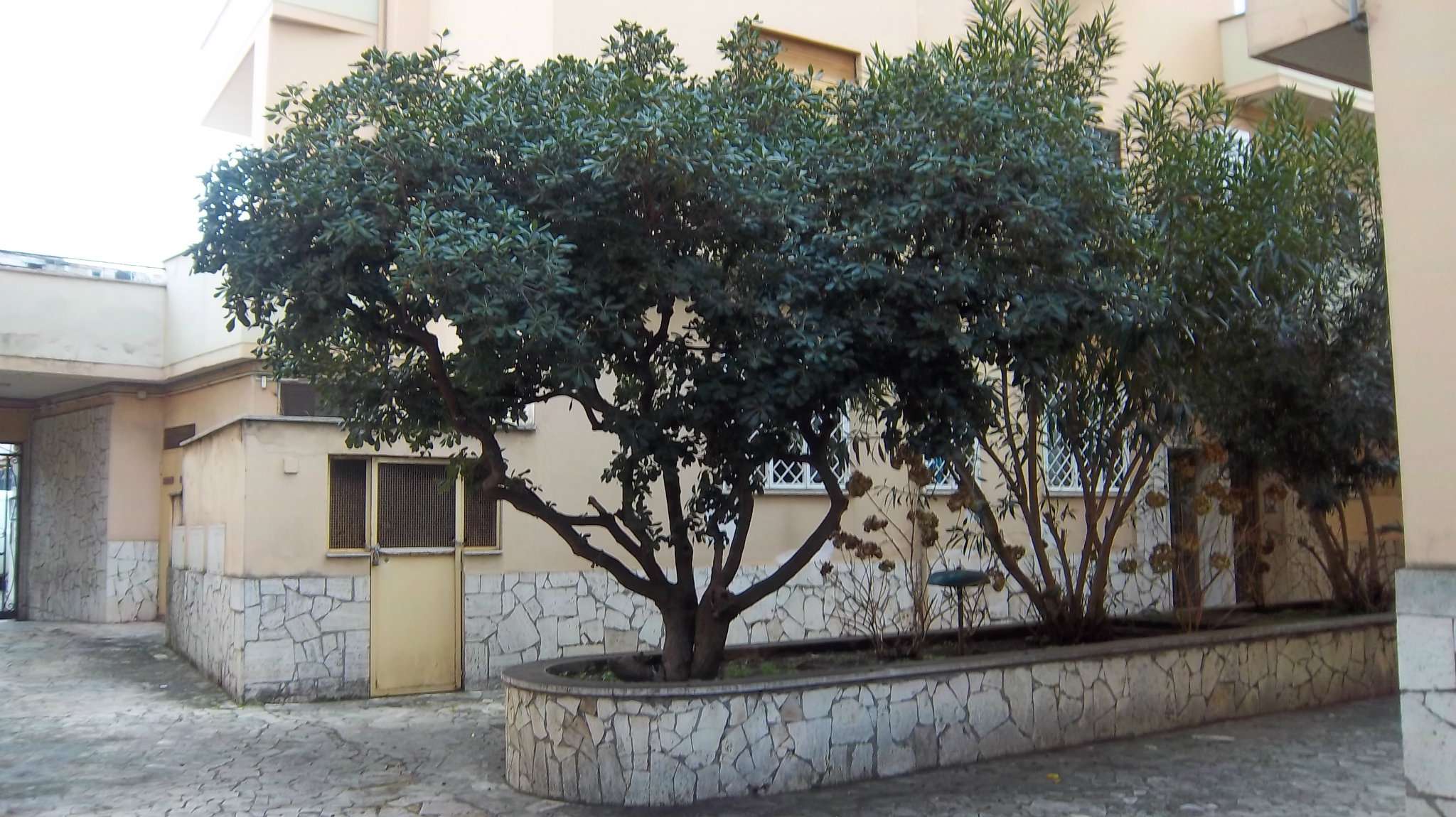 Appartamento ROMA vendita  PRENESTINO - CENTOCELLE  Via dei Salici IMMOBILIARE L.& M.DI LIBERATI LUCIANO E MARMONI R