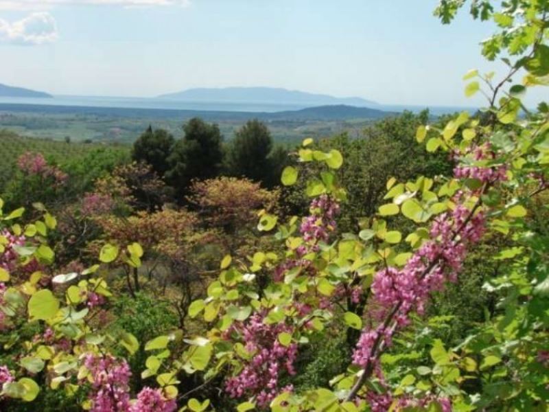  magliano in toscana vendita quart:  alianta