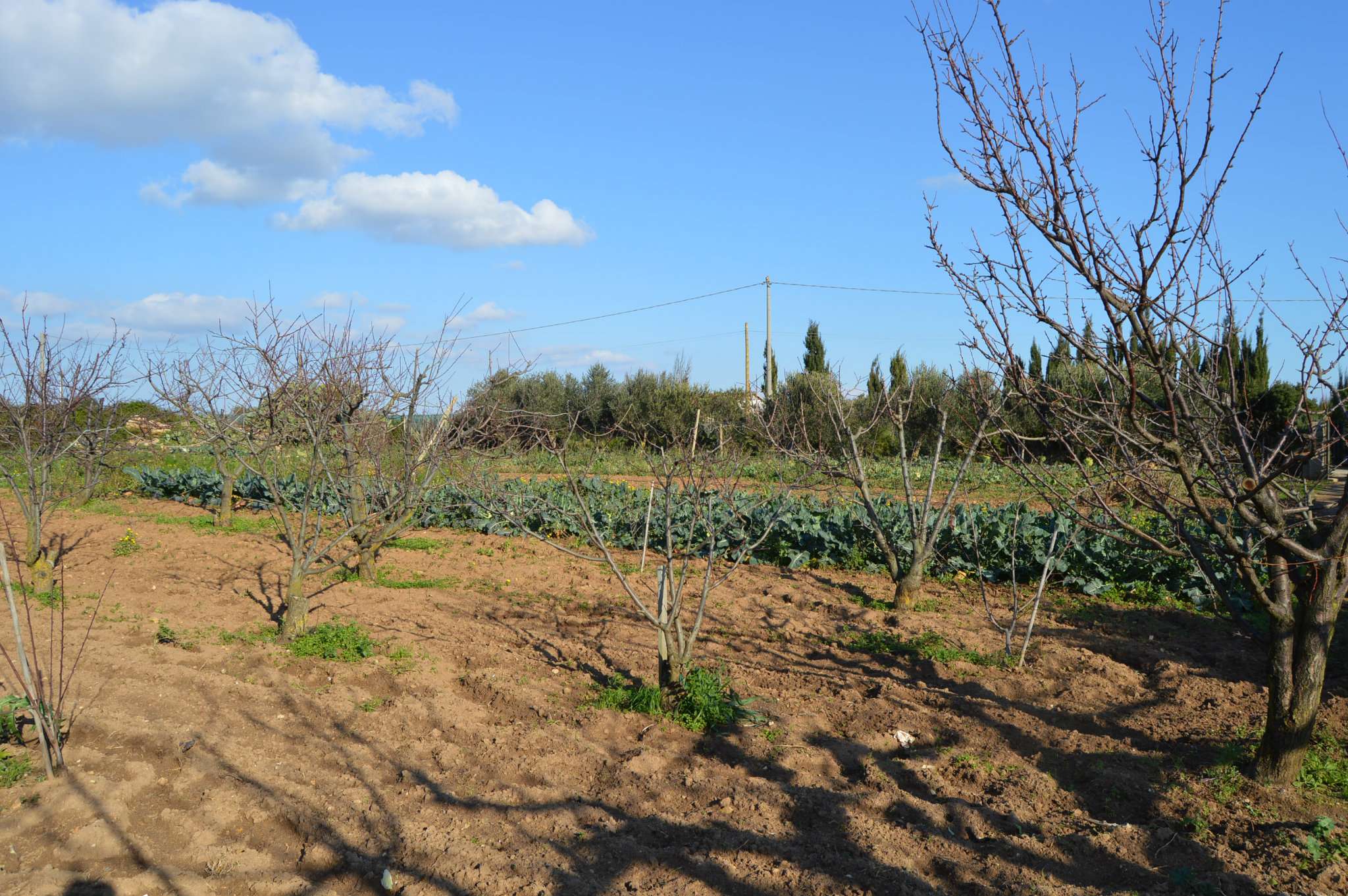  alghero vendita quart:  agenzia immobiliare alghero.it