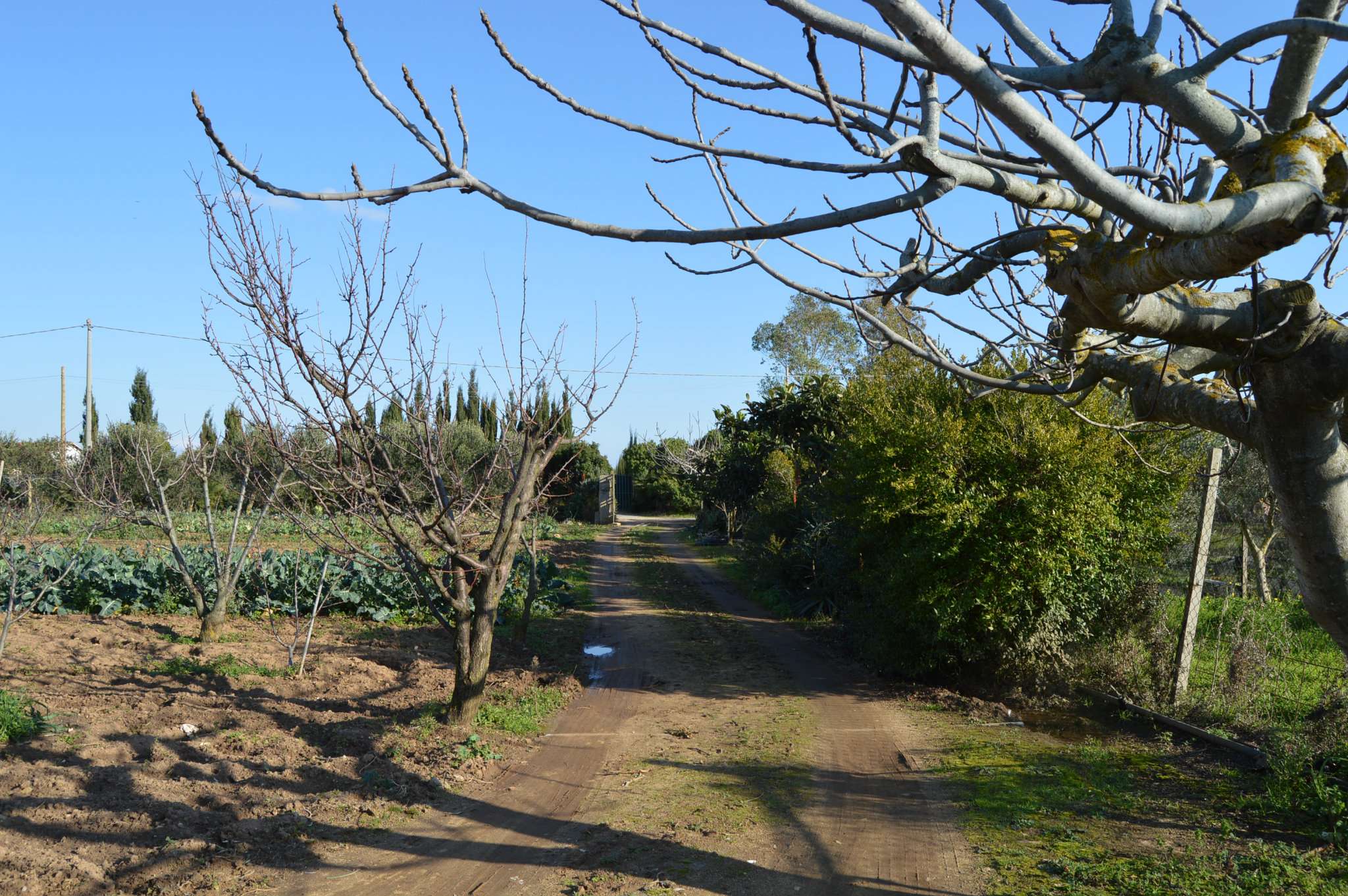 Villa Unifamiliare - Indipendente ALGHERO vendita    Agenzia Immobiliare Alghero.it