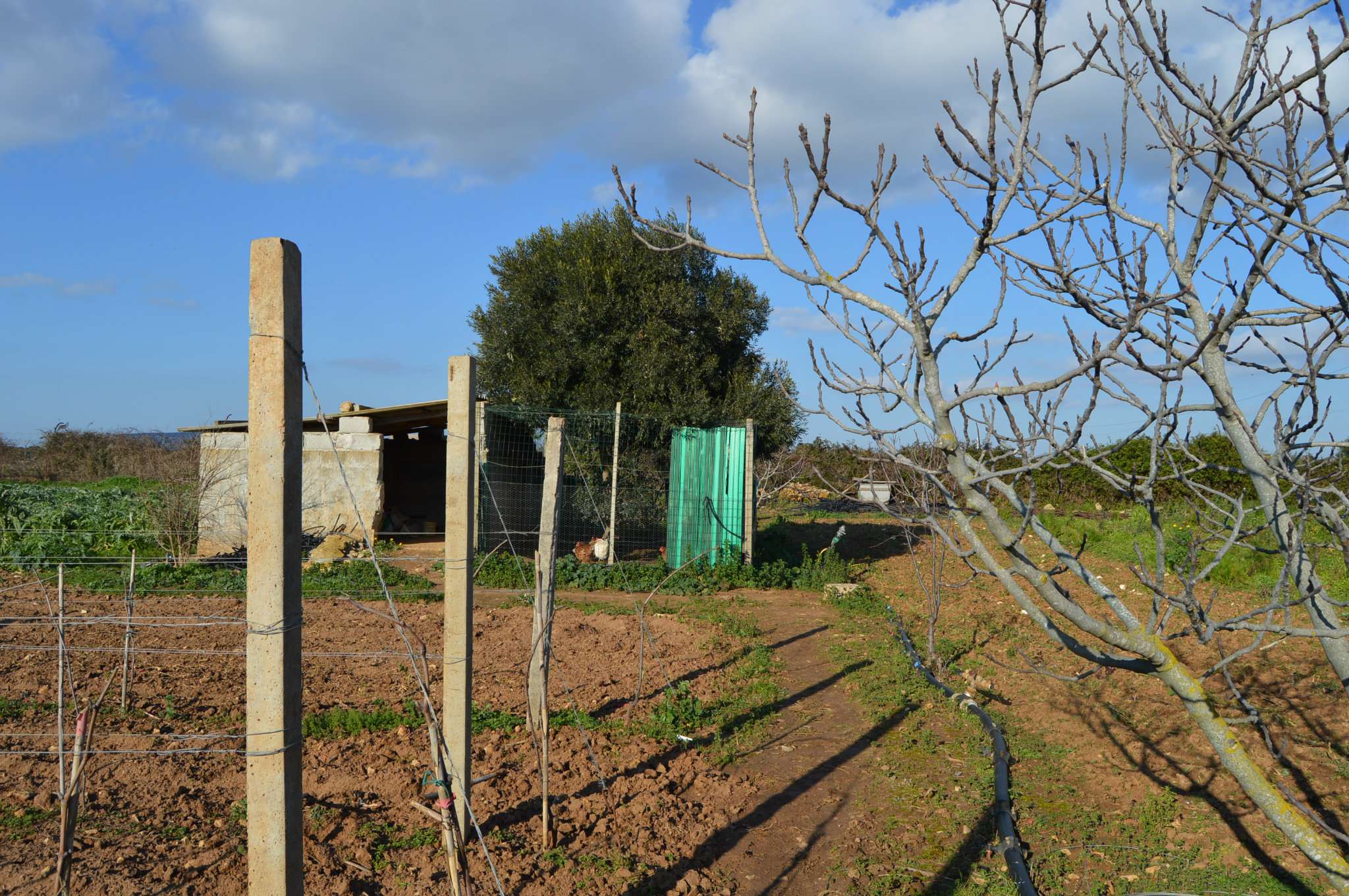 Villa Unifamiliare - Indipendente ALGHERO vendita    Agenzia Immobiliare Alghero.it