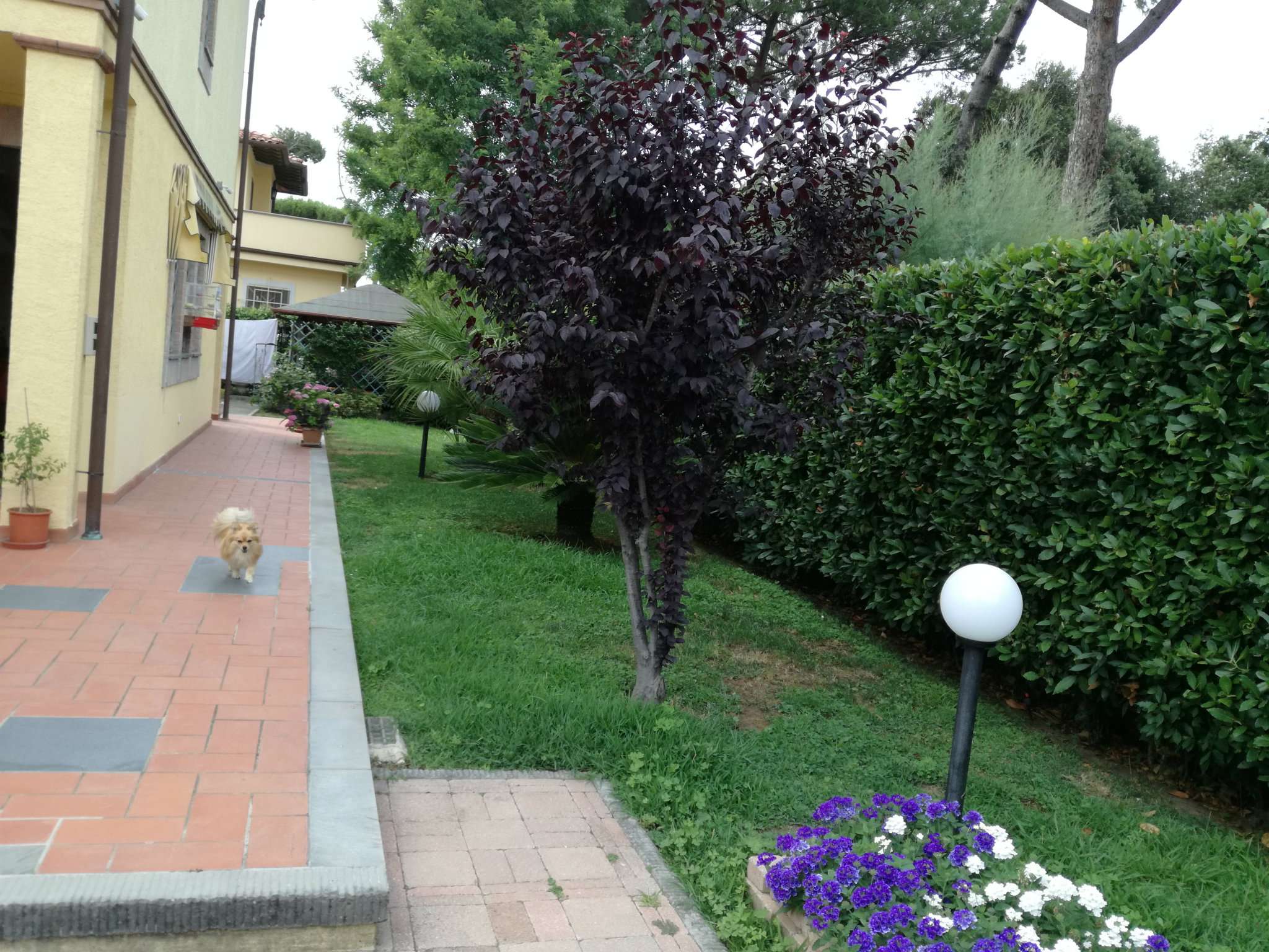 Villa Bifamiliare PIETRASANTA vendita   via livorno Agescom