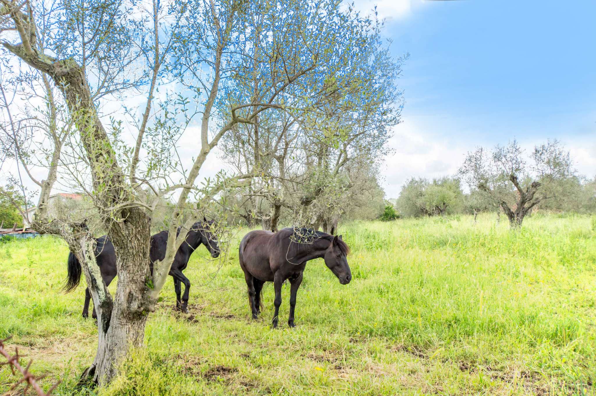 Villa Unifamiliare - Indipendente BLERA vendita   Parco Naturale Marturanum Link Immobiliare