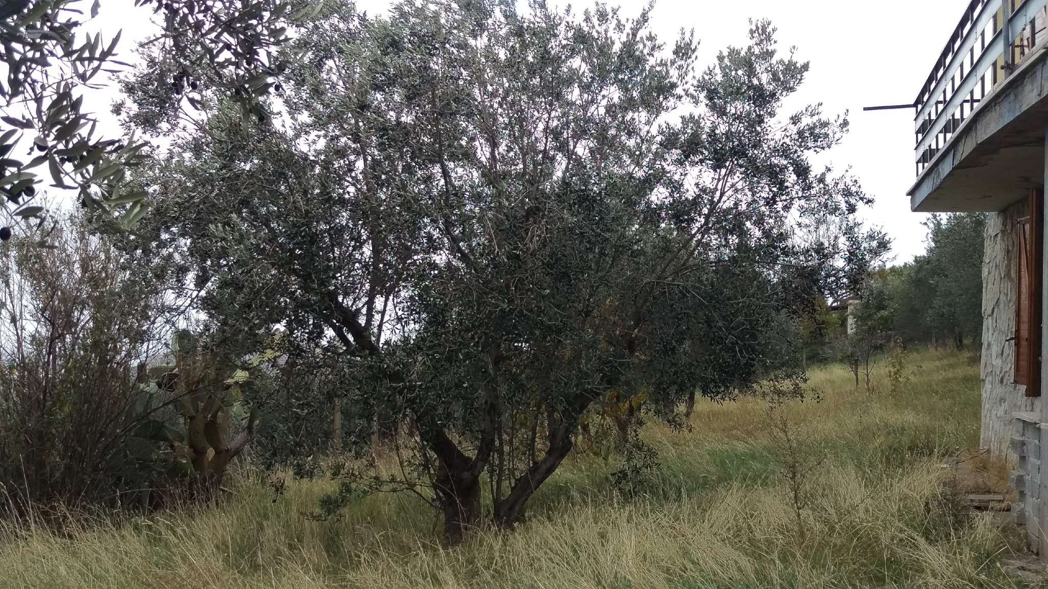 Villa Trifamiliare PALOMBARA SABINA vendita   strada di Piedimonte Di Paolo Immobiliare