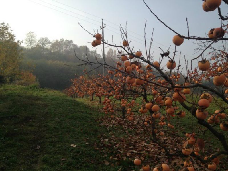 Villa Unifamiliare - Indipendente BERTINORO vendita    Quatarca Immobiliare snc di Giacomo Boschi & C.