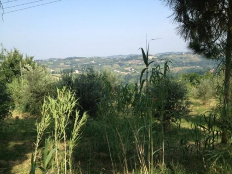 Rustico - Cascina CESENA vendita    Quatarca Immobiliare snc di Giacomo Boschi & C.