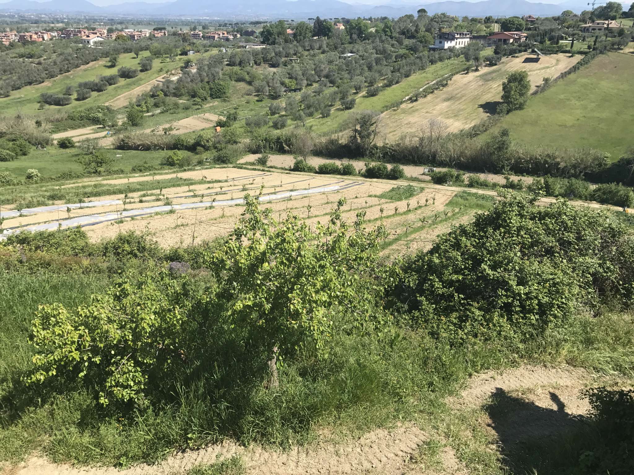 Villa Unifamiliare - Indipendente MONTEROTONDO vendita   della Dogana STAR DOMUS srl